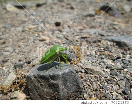 綠蟲 綠蟲 70221873