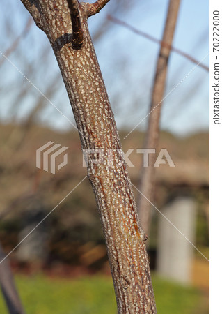 Bark of Stachyurus praecium Bark of Stachyurus praecium 70222000