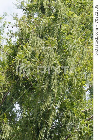 Metasequoia male flower winter bud Metasequoia male flower winter bud 70222338
