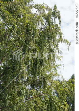 Metasequoia male flower winter bud Metasequoia male flower winter bud 70222339
