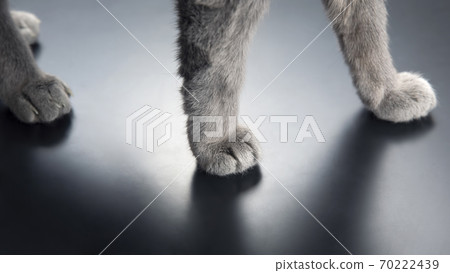 paw gray cat close up. pets and mammals 70222439
