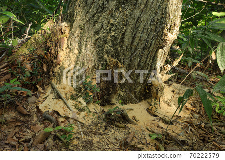 Damage caused by withering oak in beech forest Tadami Town, Fukushima Prefecture Damage caused by withering oak in beech forest Tadami Town, Fukushima Prefecture 70222579