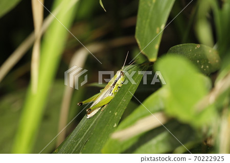  Koban Inago 70222925