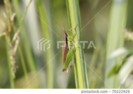  Koban Inago 70222926