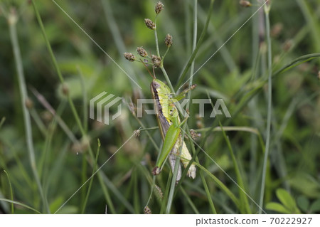  Koban Inago 70222927