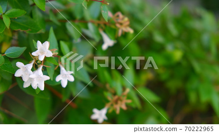 White flower  White flower 70222965