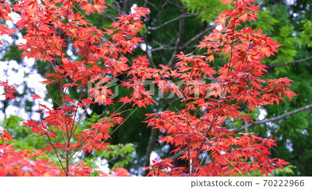 Red leaves 70222966