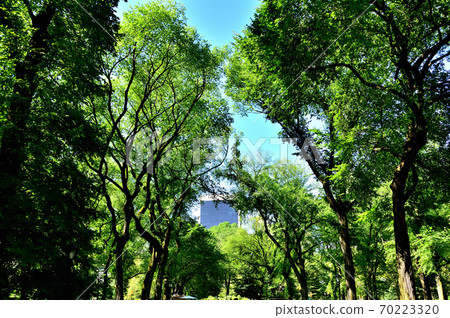 New York Central Park 70223320