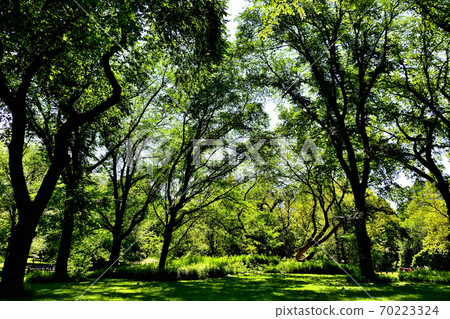 New York Central Park New York Central Park 70223324
