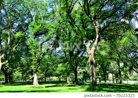 New York Central Park New York Central Park 70223325