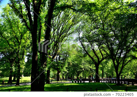New York Central Park New York Central Park 70223405