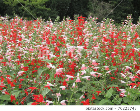 Red and white flowers of salvia that bloom from summer to autumn Red and white flowers of salvia that bloom from summer to autumn 70223745