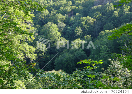Beech Forest in Early Autumn-From Healing Forest, Tadami Town, Fukushima Prefecture Beech Forest in Early Autumn-From Healing Forest, Tadami Town, Fukushima Prefecture 70224104