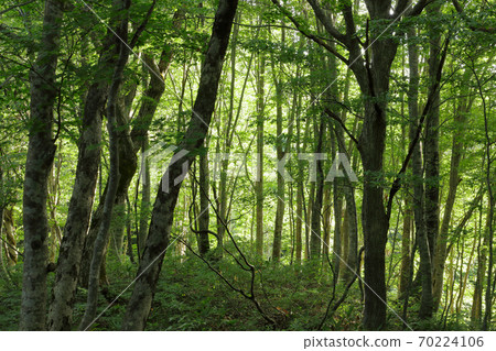 Beech forest in early autumn, reigning old tree-healing forest, Tadami Town, Fukushima Prefecture 70224106