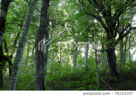 福島縣多見町秋初的山毛櫸森林 70224107