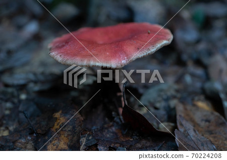 菇Emetica 菇Emetica 70224208