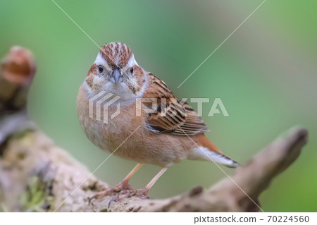 Bunting Meadow Bunting Bunting Meadow Bunting 70224560