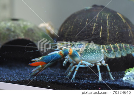 魚缸 魚缸 70224640