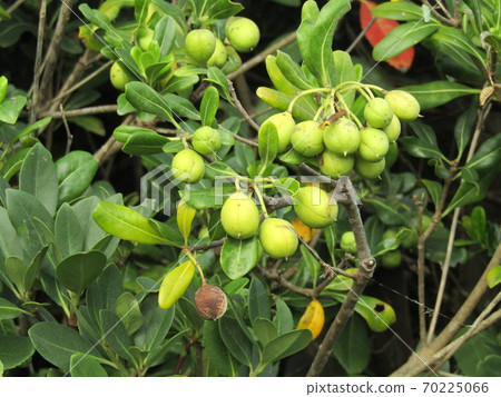 Tobera水果已經開始著色 Tobera水果已經開始著色 70225066