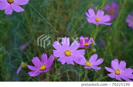 Cosmos landscape swaying in the autumn breeze, refreshing Cosmos landscape swaying in the autumn breeze, refreshing 70225199