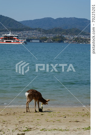 Wild deer on Itsukushima / Miyajima island, Japan. Wild deer on Itsukushima / Miyajima island, Japan. 70225201