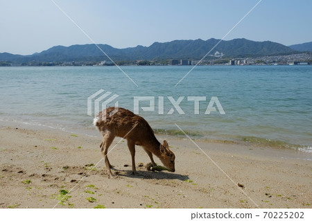 Wild deer on Itsukushima / Miyajima island, Japan. Wild deer on Itsukushima / Miyajima island, Japan. 70225202