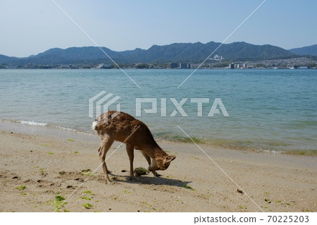 Wild deer on Itsukushima / Miyajima island, Japan. Wild deer on Itsukushima / Miyajima island, Japan. 70225203