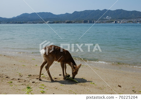Wild deer on Itsukushima / Miyajima island, Japan. Wild deer on Itsukushima / Miyajima island, Japan. 70225204