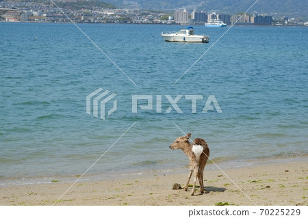 Wild deer on Itsukushima / Miyajima island, Japan. Wild deer on Itsukushima / Miyajima island, Japan. 70225229