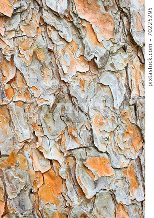 Pine bark background 70225295
