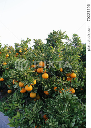 Iyakitabata 70225396