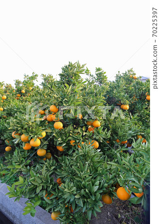 Iyakitabata Iyakitabata 70225397