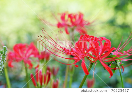群集孤挺花 70225437