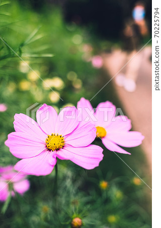 在秋天的村莊山上盛開的粉紅秋天的櫻花（波斯菊） 70225794