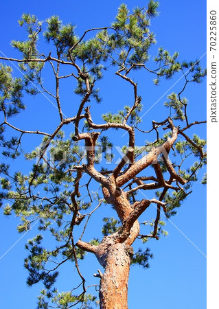 Evergreen Pine 70225860