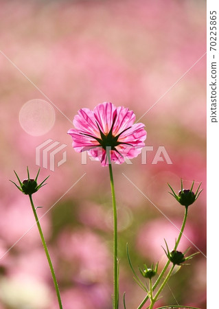 波斯菊盛開 70225865