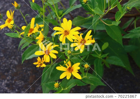 Pig potato flower Pig potato flower 70225867