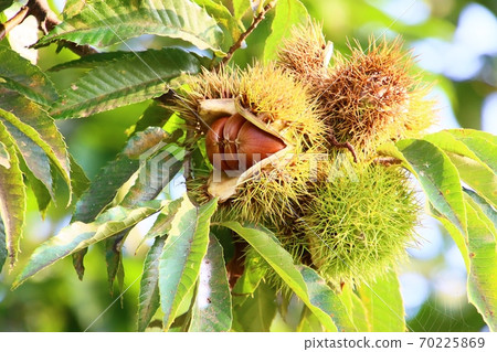 Chestnut fruit Chestnut fruit 70225869
