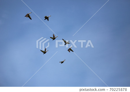 Flock of cargamo Flock of cargamo 70225878