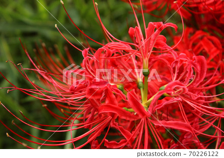 西武新宿線的杉谷宮站附近盛開的higanbana 1 照片素材 圖片 圖庫