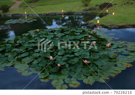 Flower flowers Flower flowers 70226218