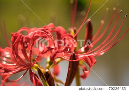 Cluster amaryllis Cluster amaryllis 70226483