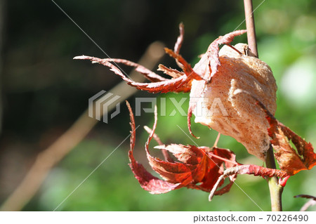 Mantis eggs laid on a maple tree 70226490