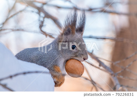 The squirrel sits on white snow with nut in winter. 70226831