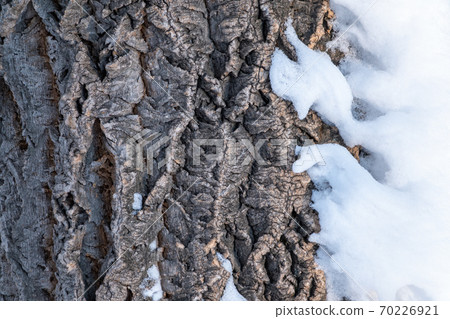 Cork oak tree bark texture with snow. Tree bark texture with snow. Natural background 70226921