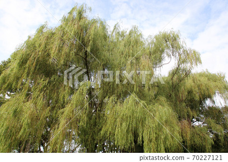 Willow Willow 70227121