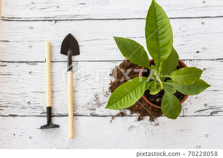 Tools for gardening at home. Flatlay on wooden background. Tools for gardening at home. Flatlay on wooden background. 70228058
