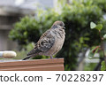 Turtle dove in a residential area 70228297