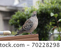 Turtle dove in a residential area 70228298