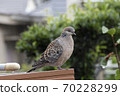 Turtle dove in a residential area 70228299